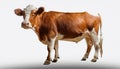 Isolated Cow on White Royalty Free Stock Photo