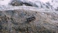 Isolated crab walking on the wet rock on the beach