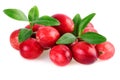 Isolated cranberries closeup. Fresh cranberries with leaves isolated on white