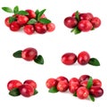 Isolated cranberries Collection of fresh cranberry with leaf isolated on white Royalty Free Stock Photo