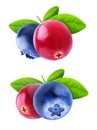 Isolated cranberry and blueberry