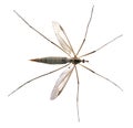 Isolated crane fly Royalty Free Stock Photo