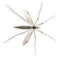 Isolated crane fly Royalty Free Stock Photo