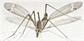 Isolated Crane Fly very close Royalty Free Stock Photo