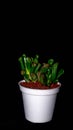 Isolated Crassula gollum on dark background. Royalty Free Stock Photo