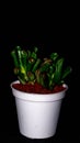 Isolated Crassula gollum on dark background. Royalty Free Stock Photo