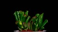 Isolated Crassula gollum on dark background. Royalty Free Stock Photo