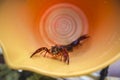 Isolated crawdad in orange bucket