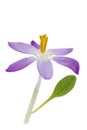Isolated crocus blossom Royalty Free Stock Photo