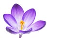 Isolated Crocus Blossom Royalty Free Stock Photo