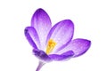 Isolated Crocus Blossom Royalty Free Stock Photo