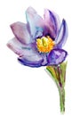 Isolated crocus blossom. painting