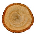 Isolated cross section of oak tree, top view. Wood textures. Tree trunk close-up. Royalty Free Stock Photo