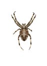 Isolated cross spider Royalty Free Stock Photo