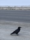 Isolated Crow on the high way Royalty Free Stock Photo