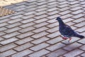 isolated crowd of pigeons on street, city doves eating from street. color Royalty Free Stock Photo