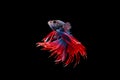 Isolated crowntail betta fish on black background Royalty Free Stock Photo