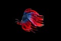 Isolated crowntail betta fish movement on black background