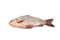 Isolated crucian carp