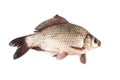 Isolated crucian carp