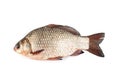 Isolated crucian carp