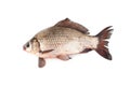 Isolated crucian carp