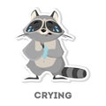 Isolated crying raccoon.