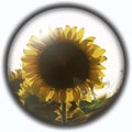 Isolated crystal sphere with a sunflower