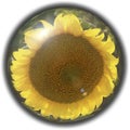 Isolated crystal sphere with a sunflower