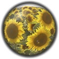 Isolated crystal sphere with a sunflower