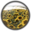 Isolated crystal sphere with a sunflower