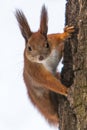 Isolated Curious cute red squirrel looking behind the tree trunk. Close up. Selective focus on eyes. Royalty Free Stock Photo