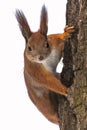 Isolated Curious cute red squirrel looking behind the tree trunk. Close up. Selective focus on eyes. Royalty Free Stock Photo