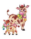 Pretty Cartoon cow mother and her child calf on a white background