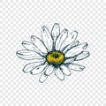 Isolated cute daisy head flower