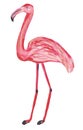 Isolated cute flamingo stands with pencils on a white background. Hand drawing illustration for design, prints, posters, cards, Royalty Free Stock Photo