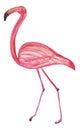 Isolated cute flamingo steps drawn by pencils on a white background. Hand drawing illustration for design, prints, posters, cards Royalty Free Stock Photo