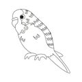 Isolated cute parakeet bird icon Vector