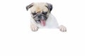 Isolated cute puppy dog pug look down with copy scape for label