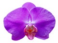 isolated cutout colorful Orchid flowers die cut with clipping path Royalty Free Stock Photo