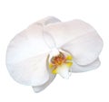 isolated cutout colorful Orchid flowers die cut element with clipping path Royalty Free Stock Photo