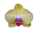 isolated cutout colorful Orchid flowers die cut element with clipping path Royalty Free Stock Photo