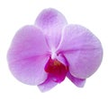 isolated cutout colorful Orchid flowers die cut element with clipping path Royalty Free Stock Photo