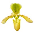 isolated cutout colorful Orchid flowers die cut element with clipping path Royalty Free Stock Photo