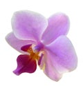 isolated cutout colorful Orchid flowers die cut element with clipping path Royalty Free Stock Photo
