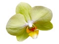 isolated cutout colorful Orchid flowers die cut element with clipping path Royalty Free Stock Photo