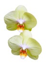 isolated cutout colorful Orchid flowers die cut element with clipping path Royalty Free Stock Photo