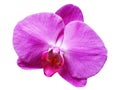 isolated cutout colorful Orchid flowers die cut element with clipping path Royalty Free Stock Photo