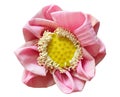 isolated cutout Lotus flowers die cut element transparent background with clipping path Royalty Free Stock Photo