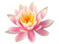 isolated cutout Lotus flowers die cut element transparent background with clipping path Royalty Free Stock Photo